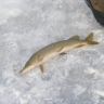Замор рыбы - озеро Неро - 2012