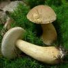 Желчный гриб - опасный двойник белого гриба