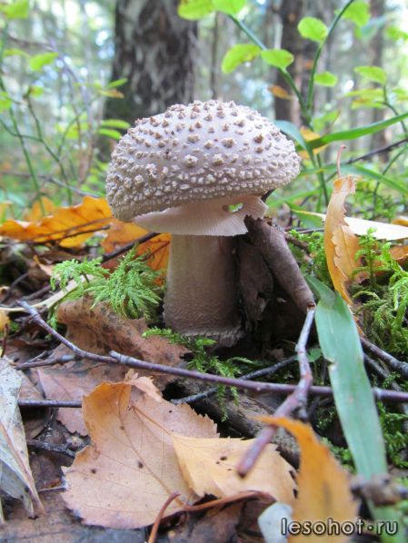  - (Amanita rubescens)