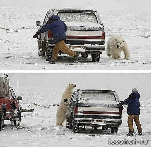 white bear.jpg