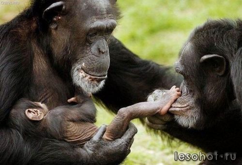 500x340-images-stories-podborlg.jpg