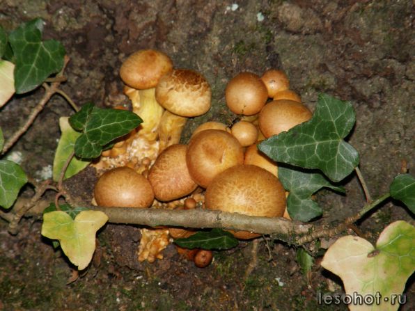 На Кавказе тоже грибы растут