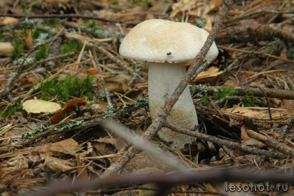Редкий гриб - белый подосиновик