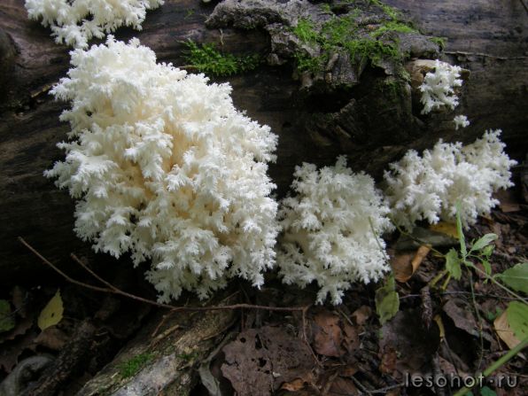 гриб-коралл