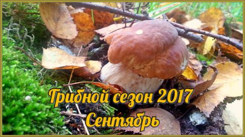 Грибной сезон 2017. Сентябрь. Осенние грибы.