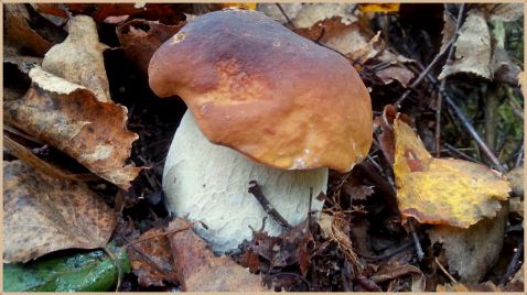 Много Белых грибов в сентябре 2017. Где растут Белые грибы - возле Мухоморов!
