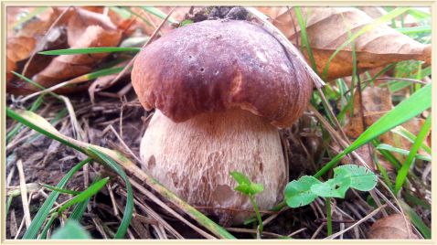 БЕЛЫЕ ГРИБЫ в конце Сентября. Осенние грибы 2017 / Hunting Mushrooms Boletus Edulis
