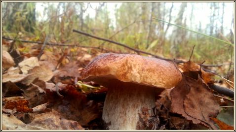 За БЕЛЫМИ ГРИБАМИ в Октябре 2017&#127810; Поздняя волна грибов. Где растут Белые грибы - в корнях березы!
