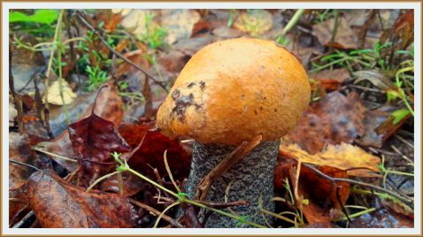 Подосиновики и Лисички в Сентябре. Осенние Грибы 2017 / Mushrooms Hunting