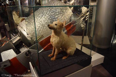 Собаки-космонавты Белка и Стрелка в Музее Космонавтики