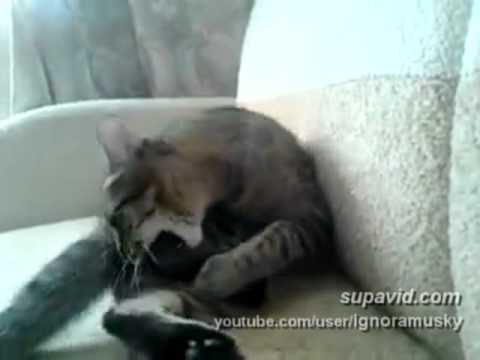 cat fell out with his own paws (     )