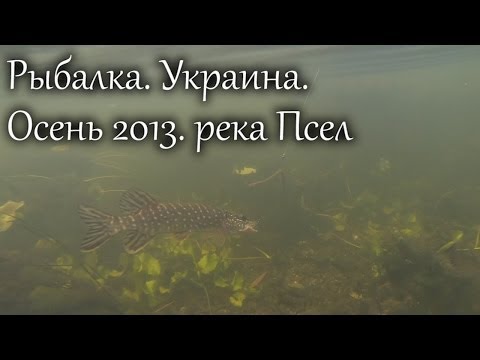 . .  2013.   (Fishing. Ukraine. Autumn 2013 river Psel)