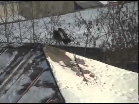 Crow roof tubing (   )