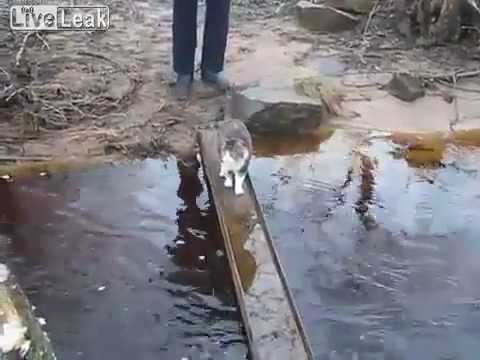 Кот переходит ручей. Угарное видео!