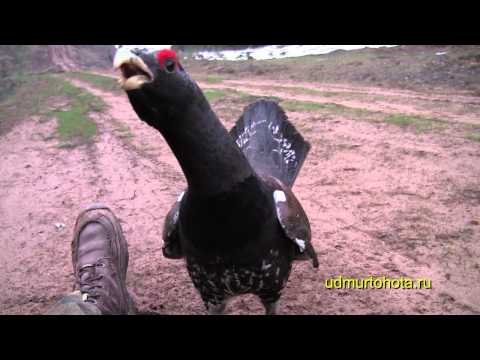 Храбрый глухарь 2 (Wild cock 2)