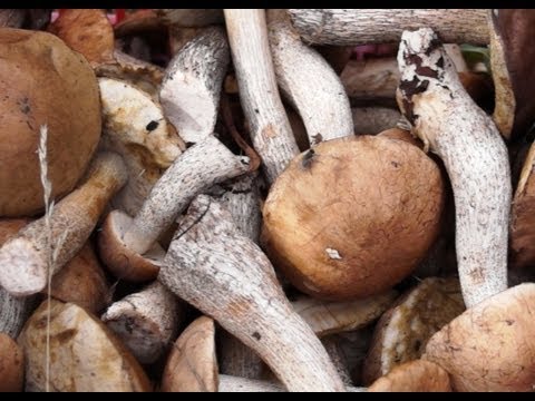 МК : Сбор грибов в лесу видео Full HD