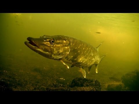 Perch & pike fishing with lures, strikes, underwater camera.       