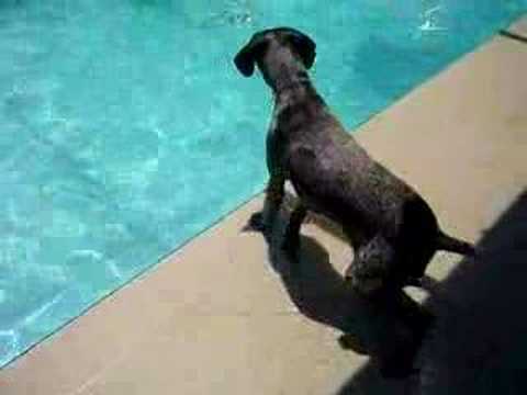 Diving German Shorthaired Pointer