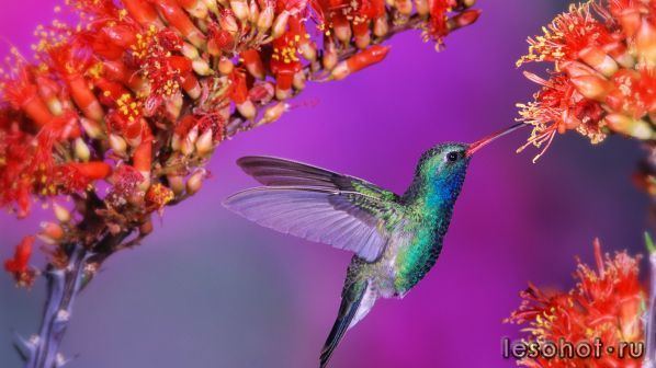 Beautiful-birds-hummingbird_1920x1080.jpg