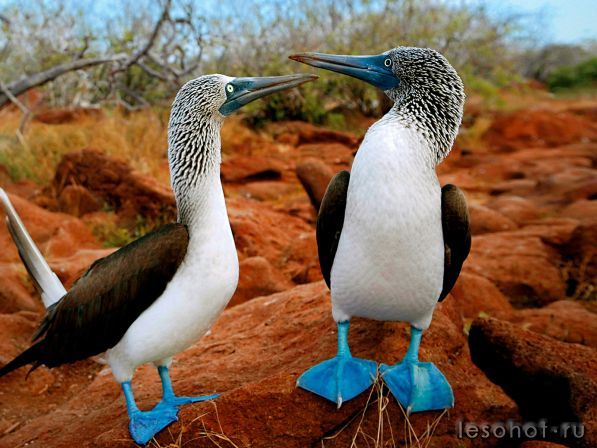 Birdies_with_dark_blue_paws_cryazone.com.jpg