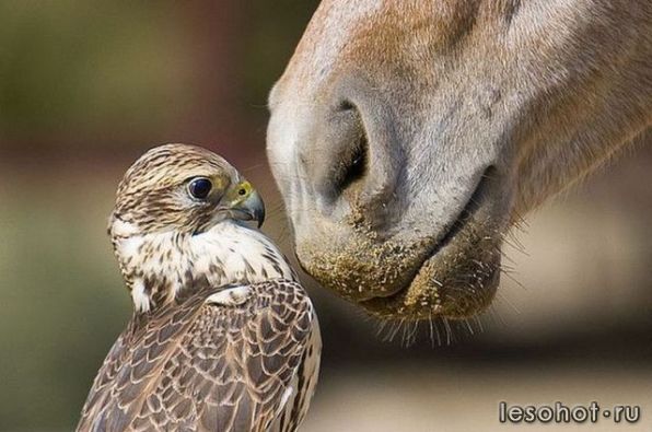 1285743494_doseng_org_these_funny_animals_499_640_01.jpg