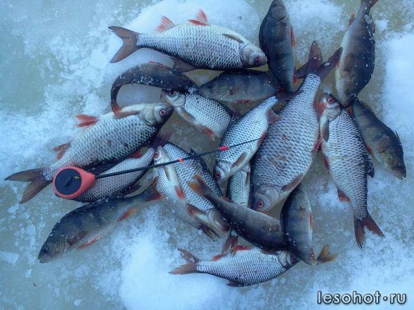 Подводная охота на озере неро ярославская область. Природа рыбалка. Рыбалка в ярославле. Рыбалка в ярославле. Рыбинское водохранилище рыбалка.