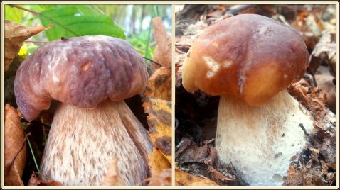 Белые грибы еще растут ШОК! Октябрь 2017&#127810;Последняя волна грибов. Итоги грибного сезона