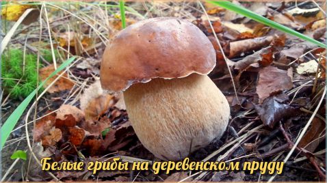 Много Белых грибов на Деревенском пруду | Лучшее грибное место этого года | Тихая охота