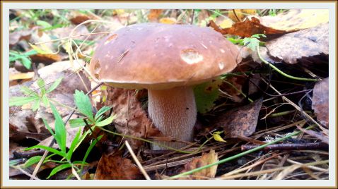 За Грибами в середине Октября 2017. &#127810;Белые грибы, Подосиновики, Гриб-Зонтик. Последние  грибы