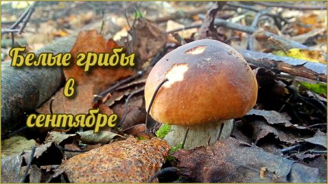 Белые грибы в сентябре | Первые заморозки,  грибочки все спрятались | Осенние опята