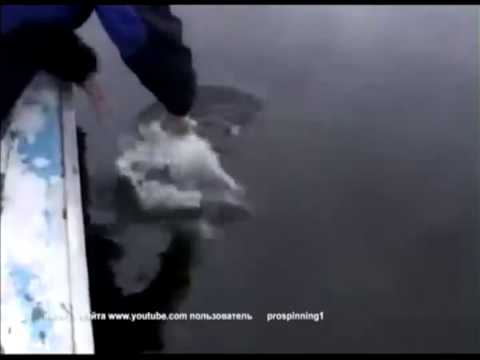 В Рыбинском водохранилище в Ярославской области может погибнуть рыба
