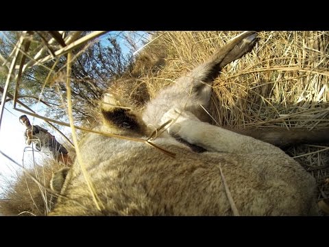 GoPro: Lioness Hunts Down a Buck with Kevin Richardson