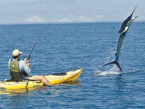 300 Pound Marlin Tows Kayak 11 MILES