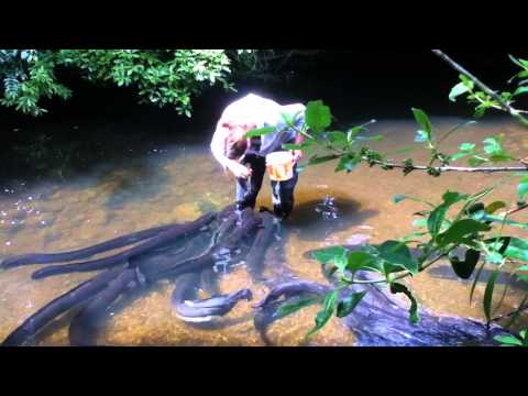Stephanie Bowman feeding eels at Pukaha