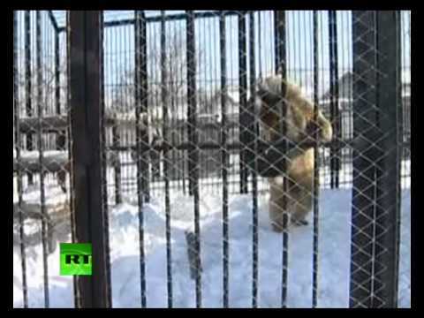 Кунг-фу медведь из Сибири демонстрирует свои умения