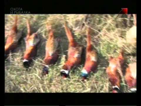 Особенности охоты на Руси. Охота на фазана