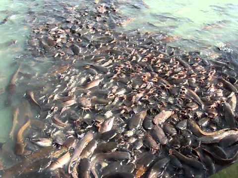 Catfish Feeding Jaisalmer, Rajasthan, India