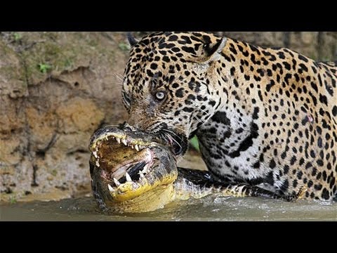 Jaguar attack Crocodile - Jaguar vs. Crocodile. Ягуар против крокодила
